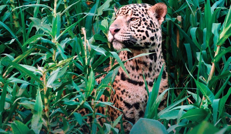 По словам сотрудников Panthera, бразильский Пантанал - дом самой большой популяции ягуаров в мире