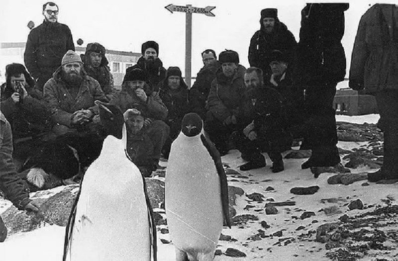Как советский врач в Антарктиде провёл операцию сам себе
