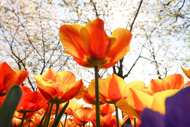 В Нидерландах расцвели 7 миллионов тюльпанов: необыкновенные кадры