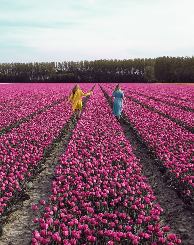 В Нидерландах расцвели 7 миллионов тюльпанов: необыкновенные кадры