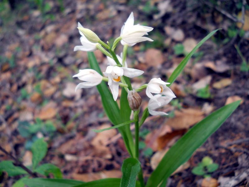 Пыльцеголовник длиннолистный тоже орхидея