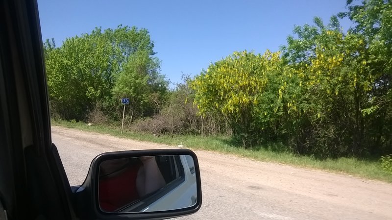 Вдоль дорог цветут кусты желтой акации