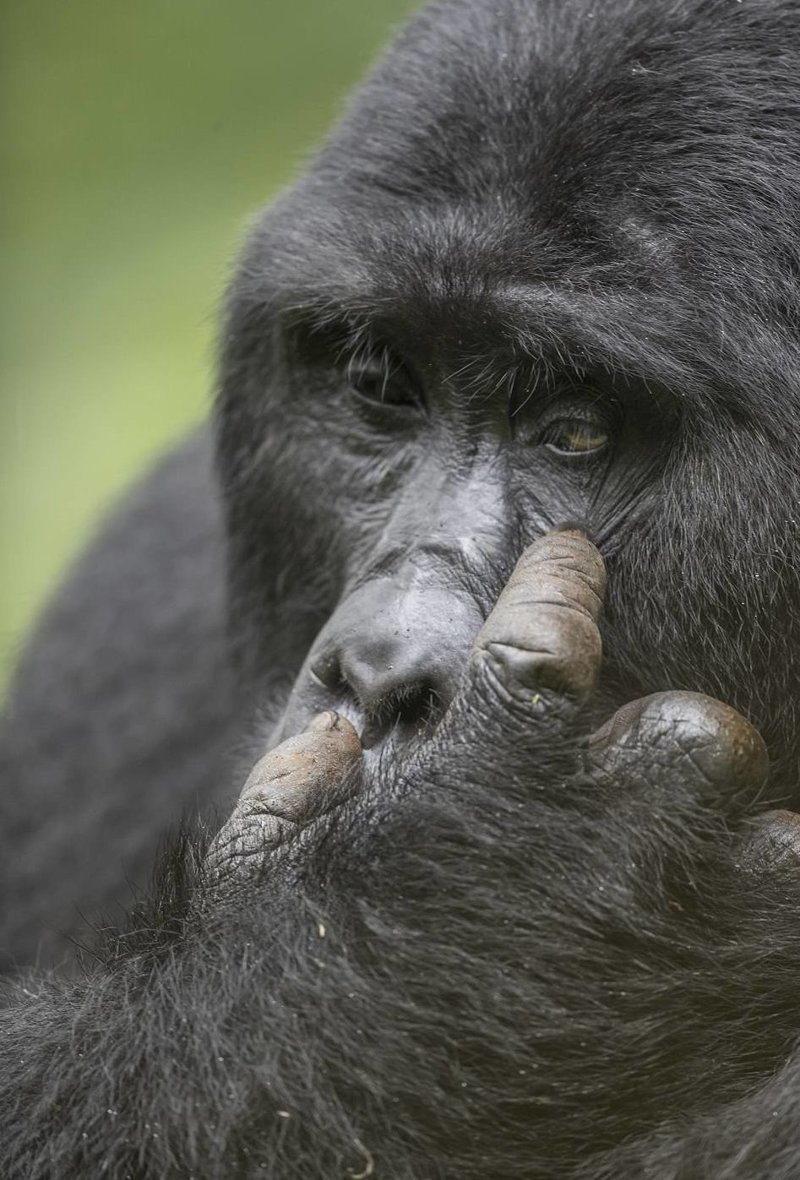 Уникальные съемки очаровательных малюток-горилл