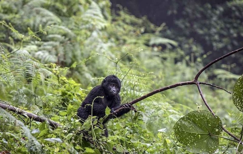 Уникальные съемки очаровательных малюток-горилл