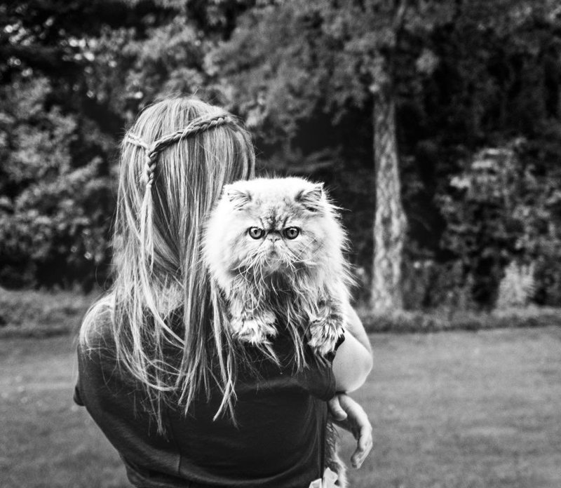 Великолепные кошки в объективе Марианны Зампиери
