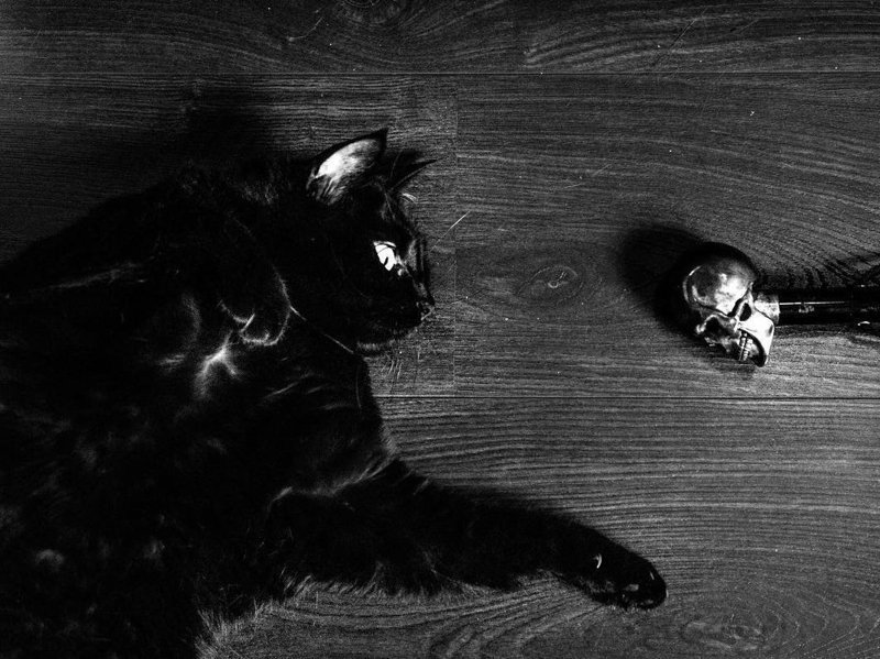 Великолепные кошки в объективе Марианны Зампиери