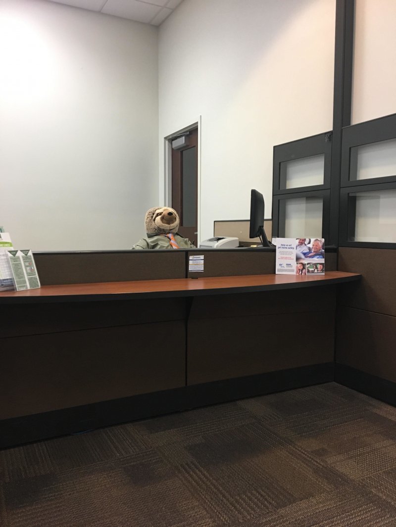 Ленивец в офисе