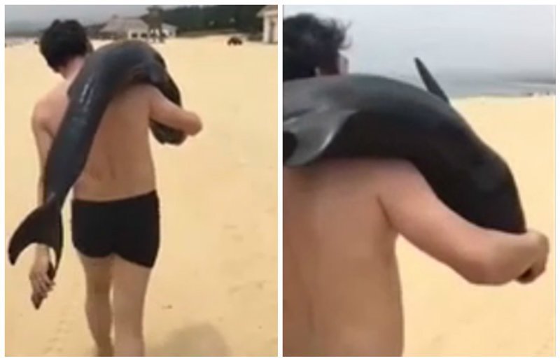 Зачем ему мёртвый дельфин?