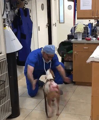 2. Собака, получившая множество ожогов, встречает ветеринара, который спас её
