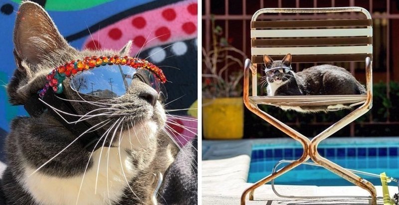 У этой кошки в солнечных очках редкое заболевание, но она слишком крута, чтобы замечать такие мелочи