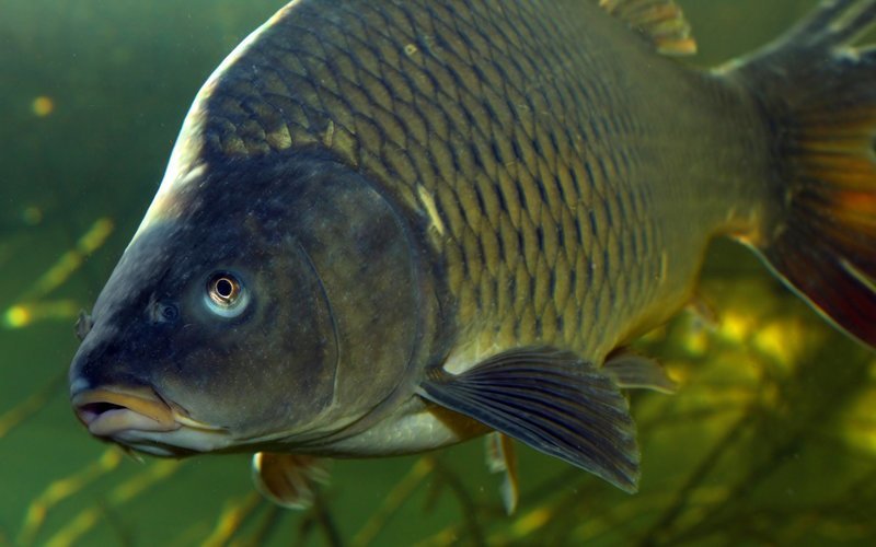 Видео: голый липчанин поплавал с рыбками в аквариуме супермаркета