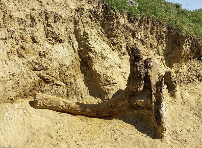 Фермеры наткнулись на останки древнего «слона»