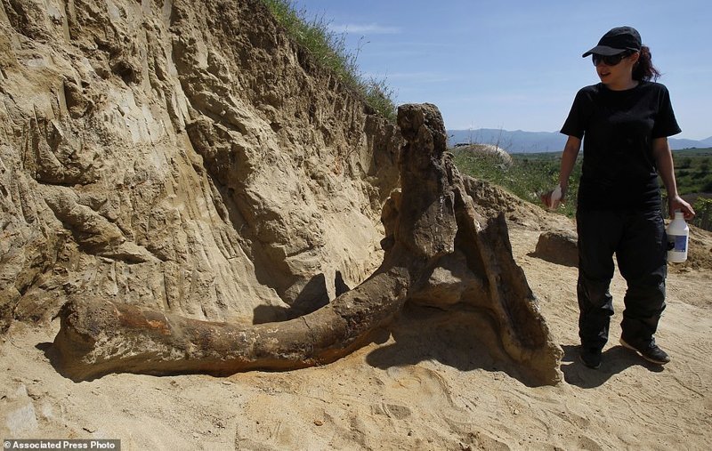 Фермеры наткнулись на останки древнего «слона»