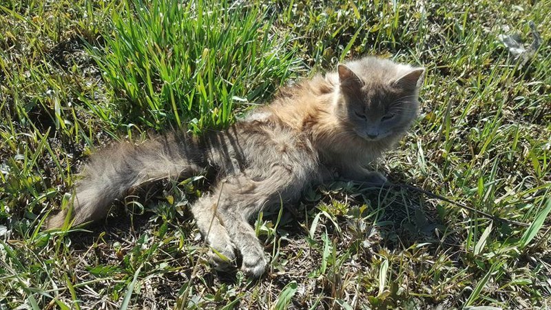 Она ползла к людям на животе... о том, как выздоравливают безнадёжные животные