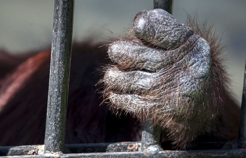 В Таиланде орангутан невероятно растолстел, начав есть от скуки