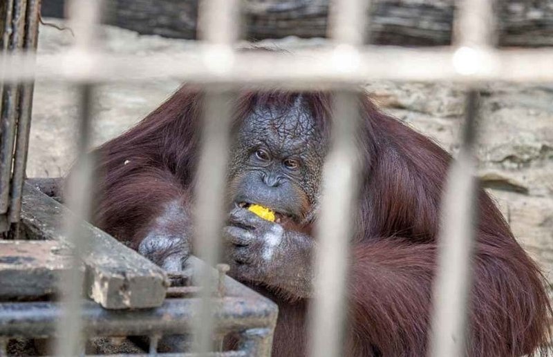 В Таиланде орангутан невероятно растолстел, начав есть от скуки