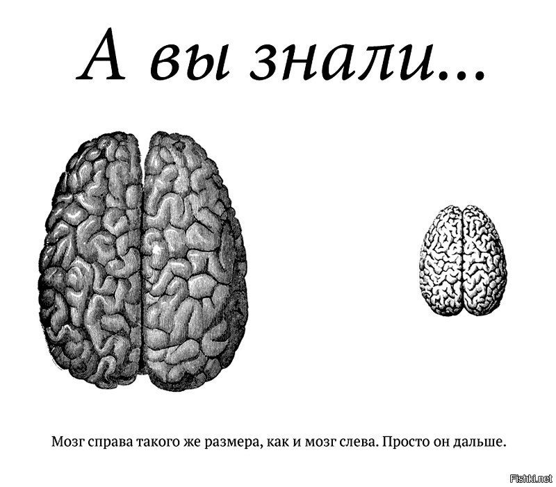 Факты про мозг. Хитрый мозг. Факты о мозге. Интересные факты о мозге. Высказывания про мозг.