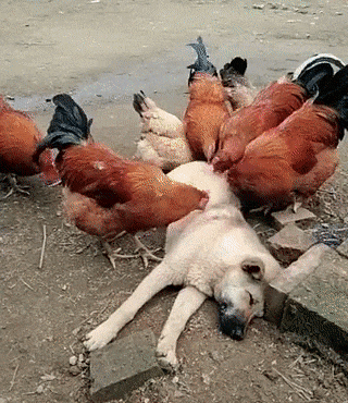 Похоже ей нравится