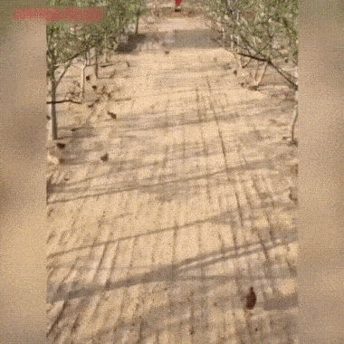 Слет куриц на обед