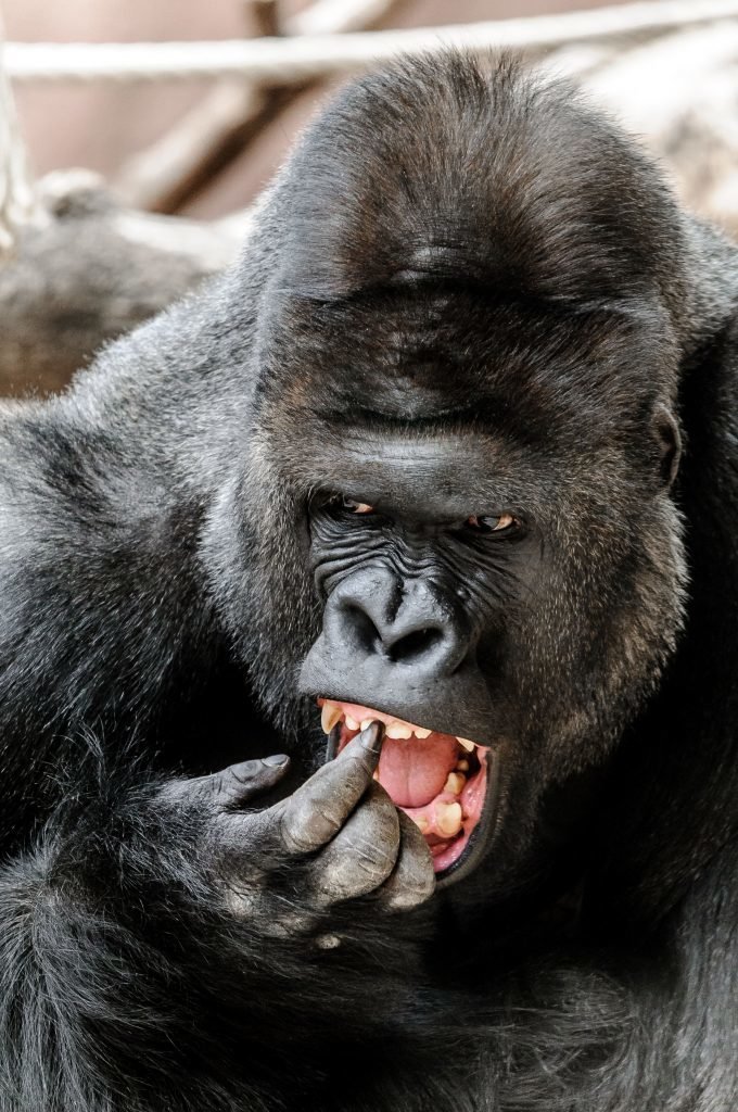 В чешском зоопарке живёт горилла с модельными замашками