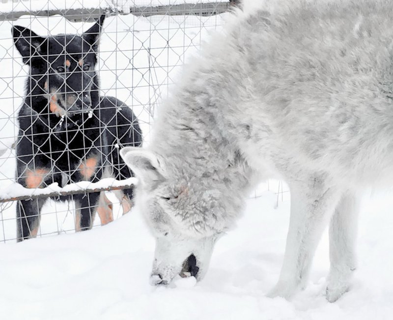 Серебристо-белый Ханвари - белый тундровый волк Canis lupus albus. На снегу, в лунном свете, в жемчужном свете зимнего солнца выглядит совершенно нездешним существом.