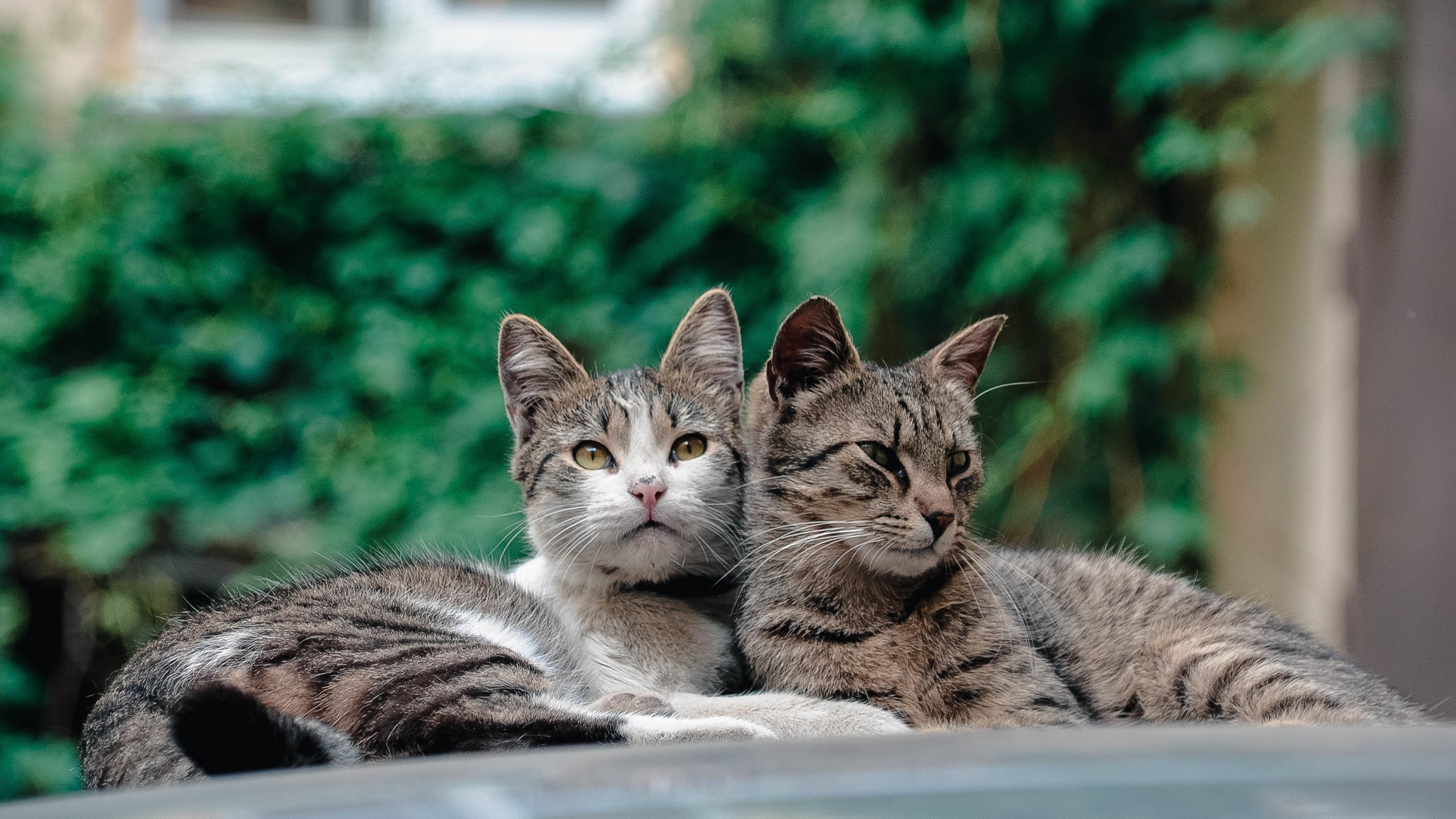 2 кота 5. Фон для рабочего стола котики пара. Красивое кошки кошки в Сиднее. Парные обои котики настоящие. Пара котов Full HD.