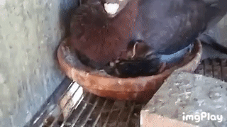 Просто голубь высиживает котенка