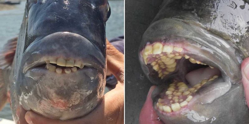 Рыбу с человеческими зубами поймали у побережья США. Но что же это такое?