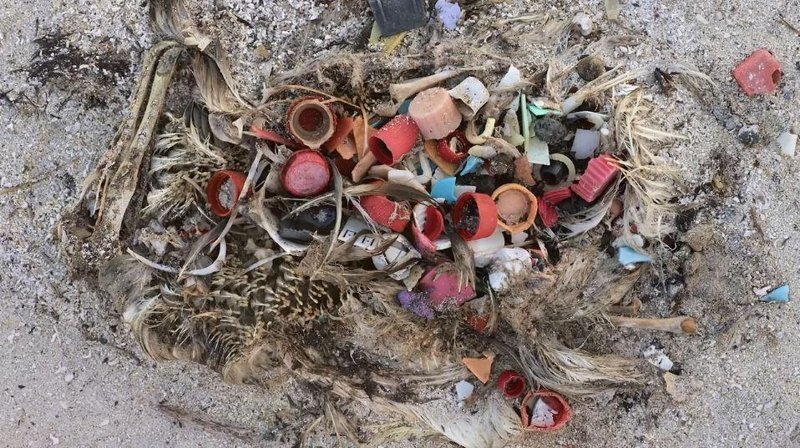 Душераздирающие снимки мертвых морских птиц с желудками, набитыми океанским пластиком