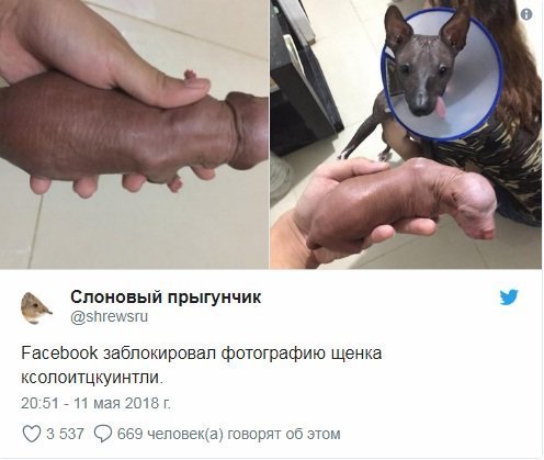 Помогите советом!У собаки не залазит пенис!!!