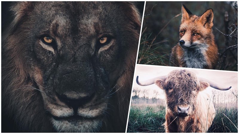25 художественных фотографий зверей, на которых они выглядят максимально харизматично