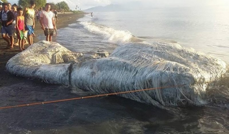 На филиппинский пляж океан выбросил загадочное волосатое существо