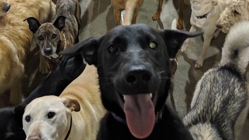 Идеальный снимок: 30 псов приняли участие в коллективном селфи в американском питомнике