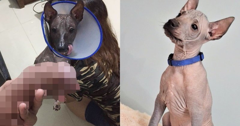 Facebook* заблокировал милое фото щенка, приняв его за порнографию