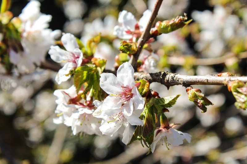 Праздник цветения сакуры в Ботаническом саду