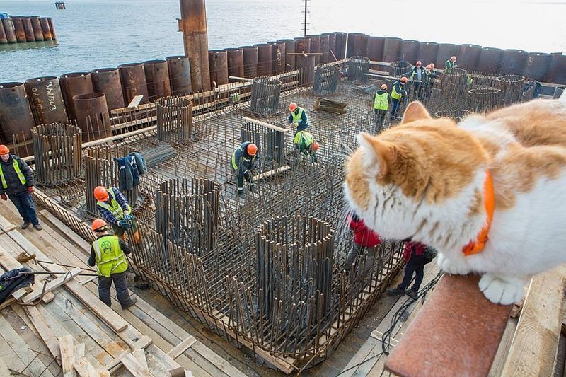 Без участия кота не проходил ни один из этапов строительства моста.