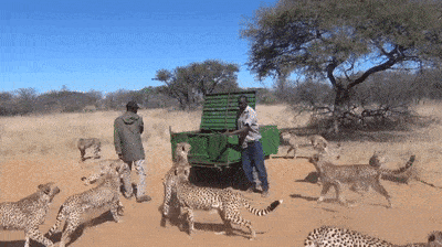 Опасная у них работенка