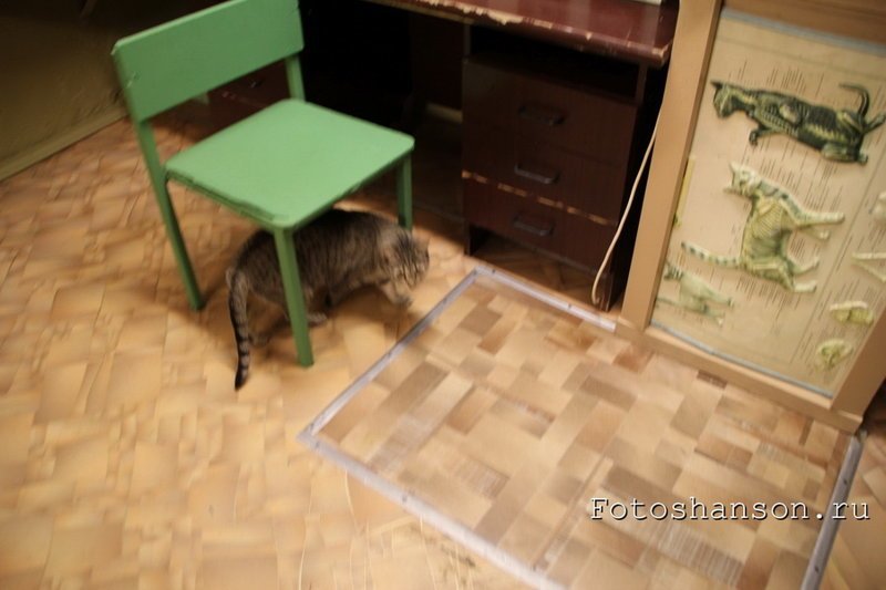 День эрмитажного кота в Петербурге