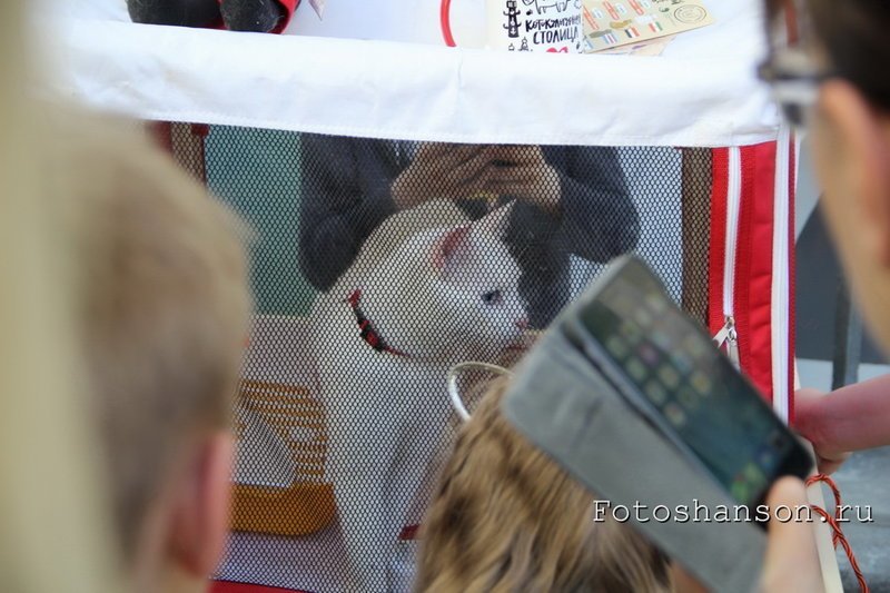 День эрмитажного кота в Петербурге