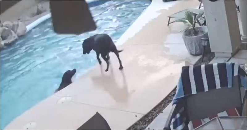 Пёс спас тонущего в бассейне друга