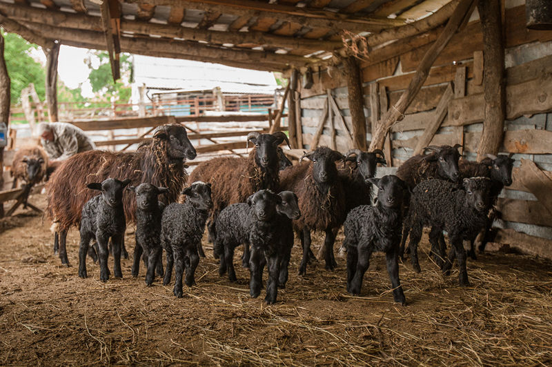 Чем отличаются карачевские овцы от своих сородичей