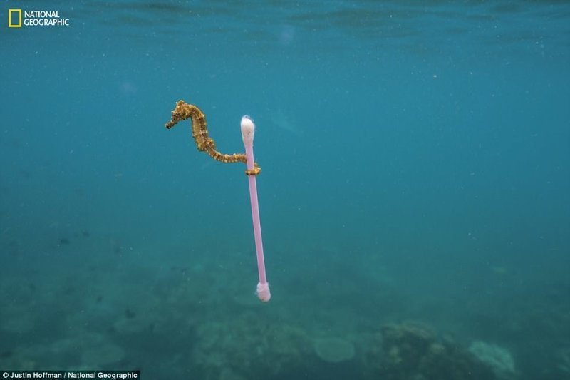 Чтобы "оседлать" течение, морские коньки хватаются за водоросли или другой природный мусор. Но в грязных водах близ индонезийского острова Сумбава этот морской конек дрейфует на пластиковой палочке