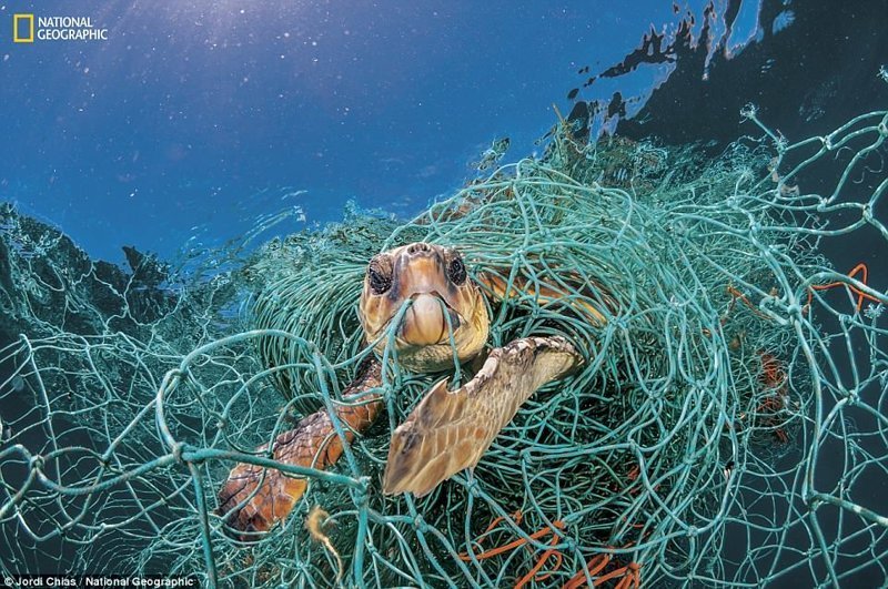 Старая пластиковая рыболовная сеть стала ловушкой для головастой черепахи, Средиземное море, побережье Испании