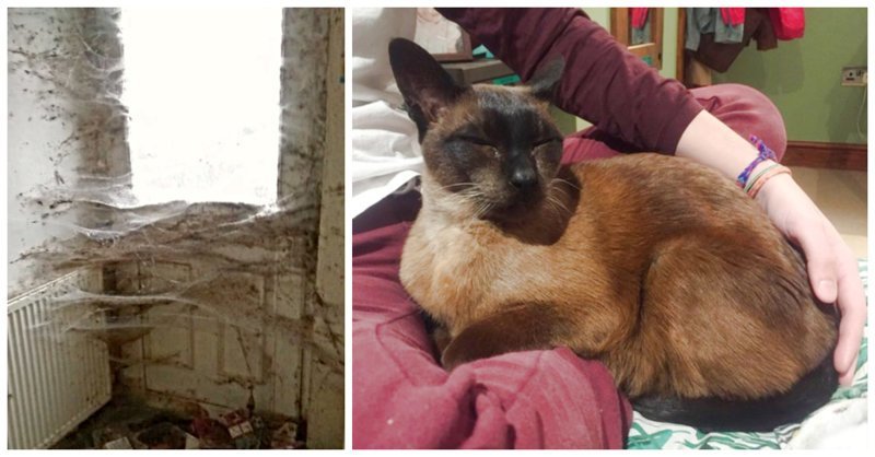 «Красивые кошки в страшной квартире… Хочу это забыть!» + 10 фото красивых спасённых котов