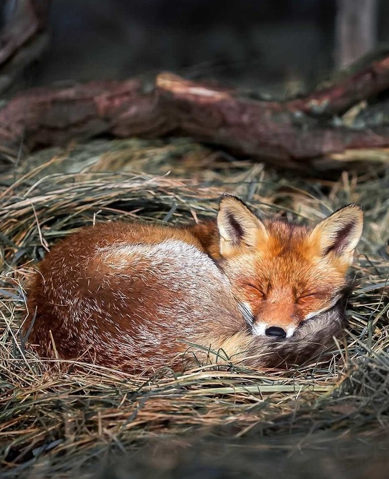Финский фотограф рассказал, как ему удалось завоевать доверие лисиц