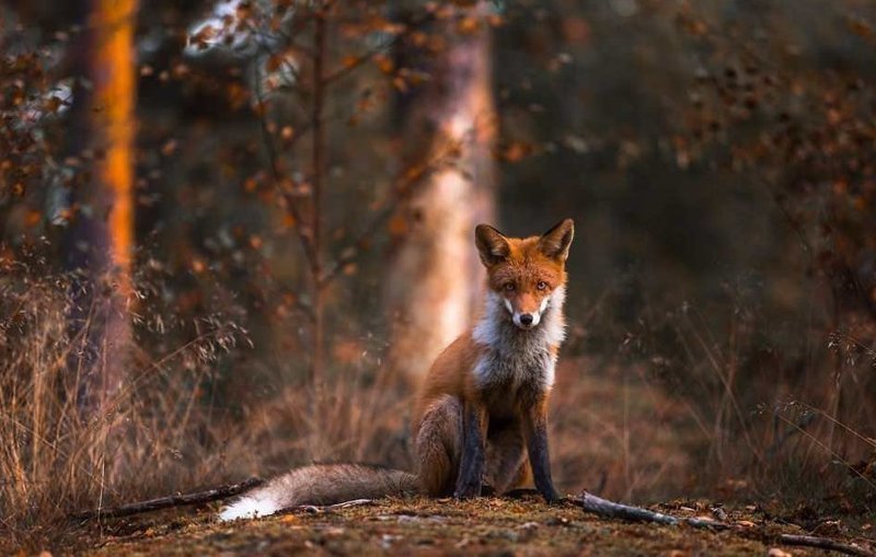 Финский фотограф рассказал, как ему удалось завоевать доверие лисиц