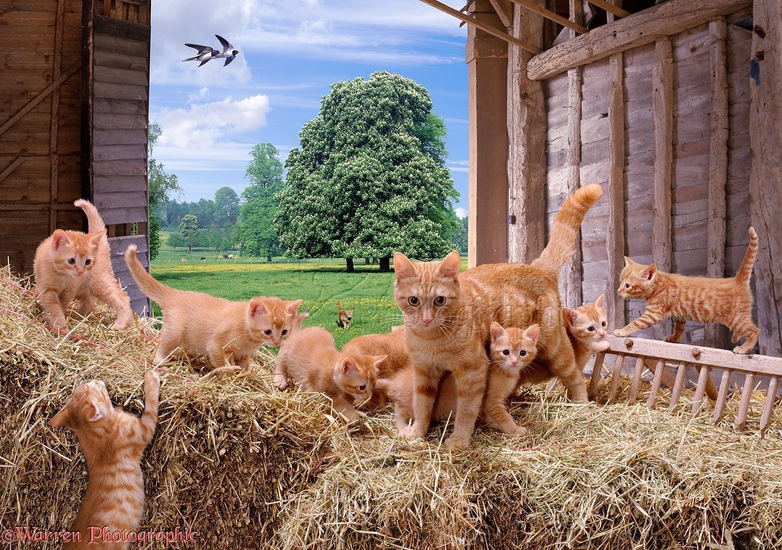 Cat farm. Кошачья ферма. Кошка на ферме. Котенок на ферме. Фjрмf кота.