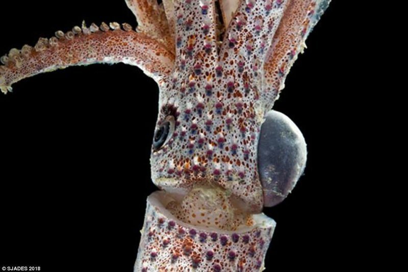 У кальмара неизвестного ранее вида один глаз оказался больше второго: маленький смотрит вверх и отслеживает опасность, а большой помогает в поисках пищи.