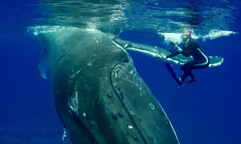 "Я не была уверена в том, зачем кит всплыл и начал плыть ко мне. Он не останавливаясь выталкивал меня из воды в течение 10 минут", — сказала Нан Хаузер