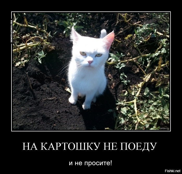 Кот копает картинка